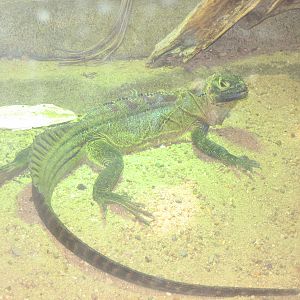 Randomns from Melbourne