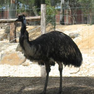 Randomns from Melbourne