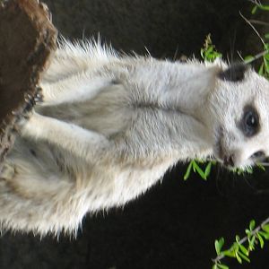 Randomns from Melbourne