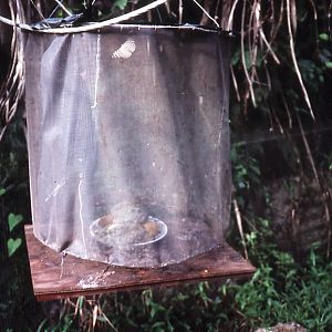 Insect Catcher - 1988