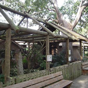 Goeldi's Monkey Enclosure