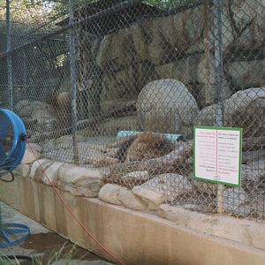 Lion Exhibit