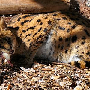 Serval? eating mouse at Riga Zoo