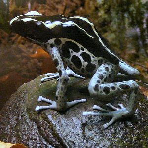 Dyeing poison dart frog at Riga Zoo