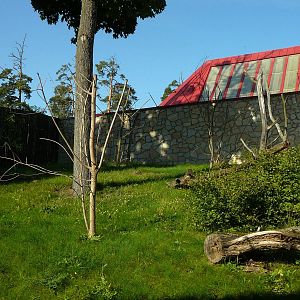 Lemur outside enclosure, Riga Zoo