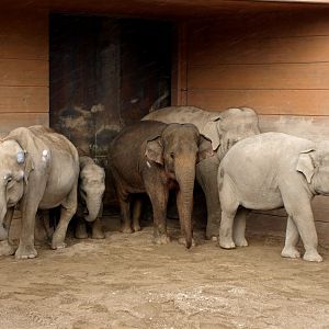 Copenhagen Zoo - Elephants
