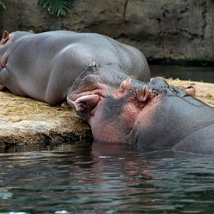 Copenhagen Zoo - Hippos