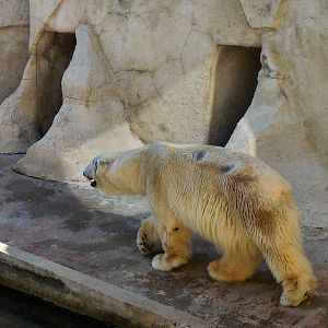 Polar bear pit, Riga Zoo
