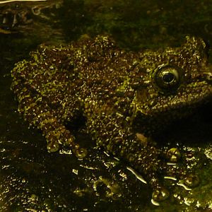 tree frog at Riga Zoo