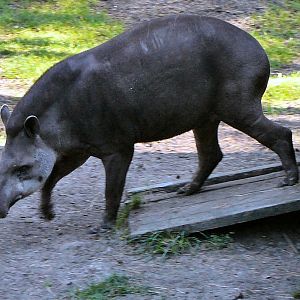 Tapir at Riga Zoo