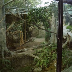 Jaguar Exhibit