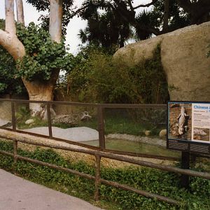 Chinese Alligator Exhibit