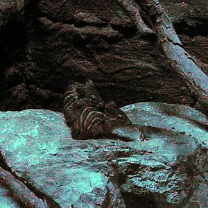 Zebra mouse, Riga Zoo