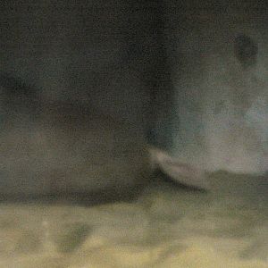 Aardvark, Blackpool zoo