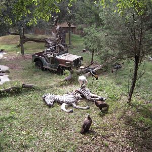 Wilds Birds of Africa