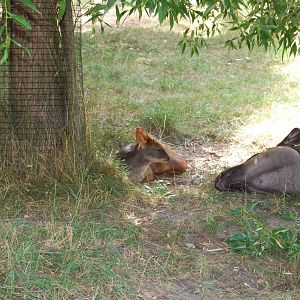 Tapir and Pudu deer , Parken Zoo