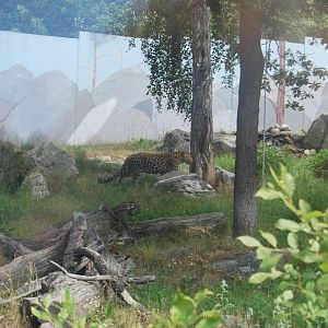 Amur leopard exbith, Parken Zoo