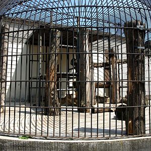 Dresden Zoo - Lion cage