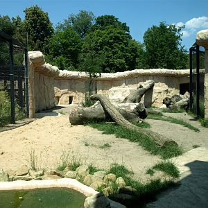 Dresden Zoo - Lion exhibit