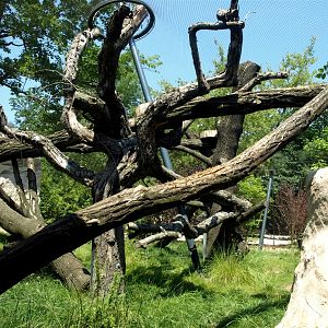 Dresden Zoo - Caracal exhibit