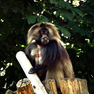 Dresden Zoo - Gelada