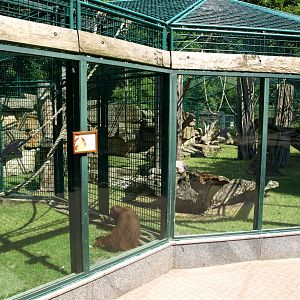 Dresden Zoo - Orangutan exhibit
