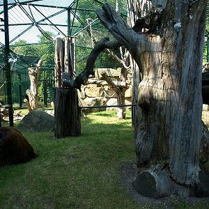 Dresden Zoo - Orangutan exhibit