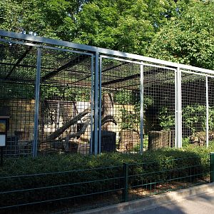 Dresden Zoo - Puma exhibit
