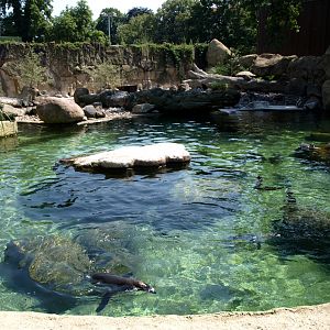 Dresden Zoo - Penguins