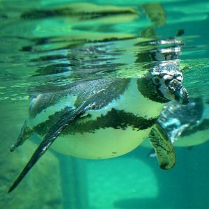 Dresden Zoo - Humboldt penguin