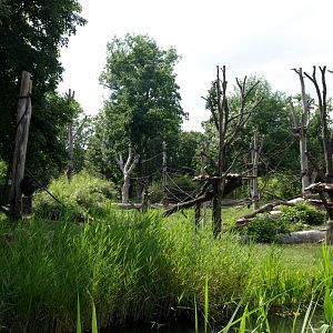 Pongoland - Gorilla enclosure