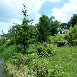 Pongoland - Chimpanzee enclosure