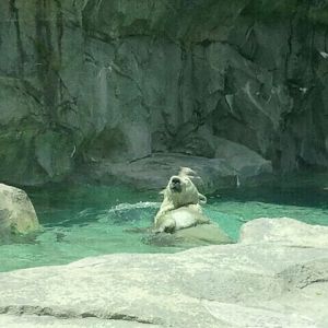 Jun. 2012-Little One, the Polar Bear