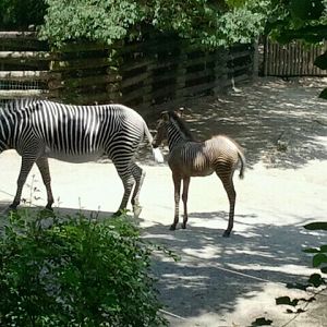 Jun. 2012-Lainey Lynn and baby Savanna