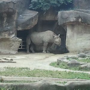 Jun. 2012-Klyde, the Eastern Black Rhinoceros