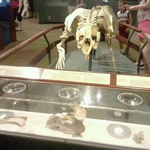 Jun. 2012-Florida Manatee Skeleton