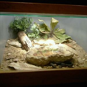 Jun. 2012-Mangrove Salt Marsh Snake exhibit