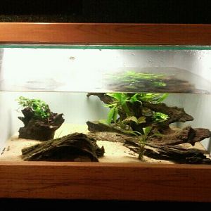 Jun. 2012-Eastern Gulf Coast Waterdog/Western Mosquitofish tank