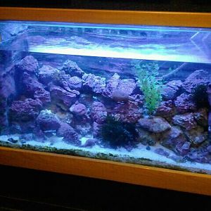 Jun. 2012-Mixed Aquatic Species tank