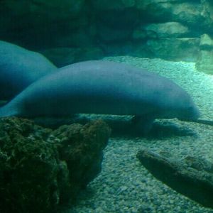 Jun. 2012-Wooten, a Florida Manatee