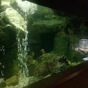 Jun. 2012-Mixed Species Tank