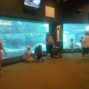 Jun. 2012-Florida Manatee tank