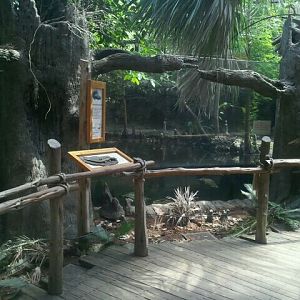 Jun. 2012-American Alligator/Florida Cooter/Spotted Turtle exhibit viewing