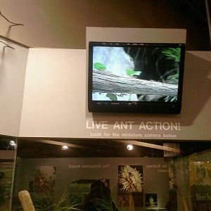 Jun. 2012-Leaf-cutter Ant exhibit