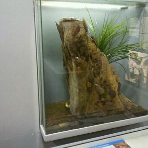 Jun. 2012-Giant Cockroach exhibit