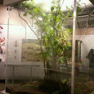 Jun. 2012-Giant Walking Stick exhibit