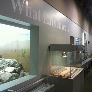 Jun. 2012-What Eats Insects