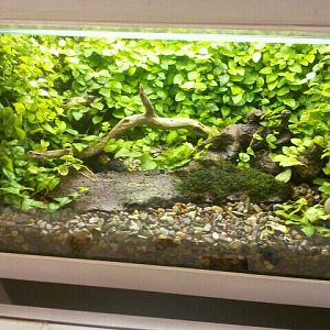 Jun. 2012-Blue-and-Yellow Poison Dart Frog exhibit