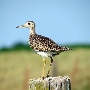 Upland Sandpiper