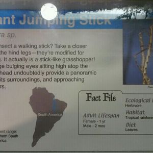 Jun. 2012-Jumping Stick sign